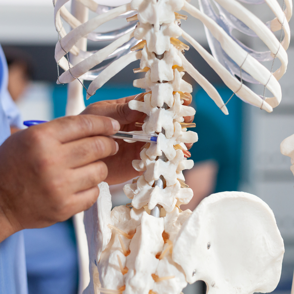 chiropractor pointing at model of spine